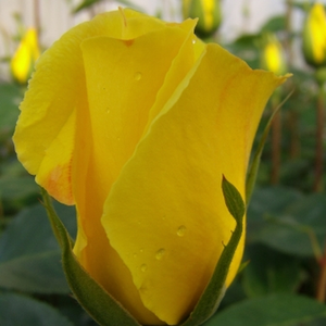 Poзa Голден Шаурс® - желтая - Лазающая плетистая роза (клаймбер) 